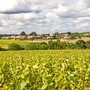 Vallet Nantes Weinberge im Frühling