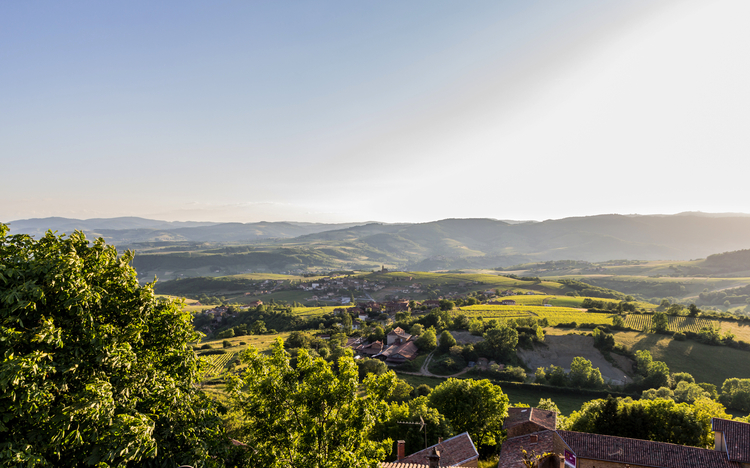 Weinbaugebiet Beaujolais in Frankreich