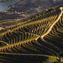 Kulturerbe der UNESCO: die wunderschönen endlosen Reihen der Weinberge des Douro-Tals