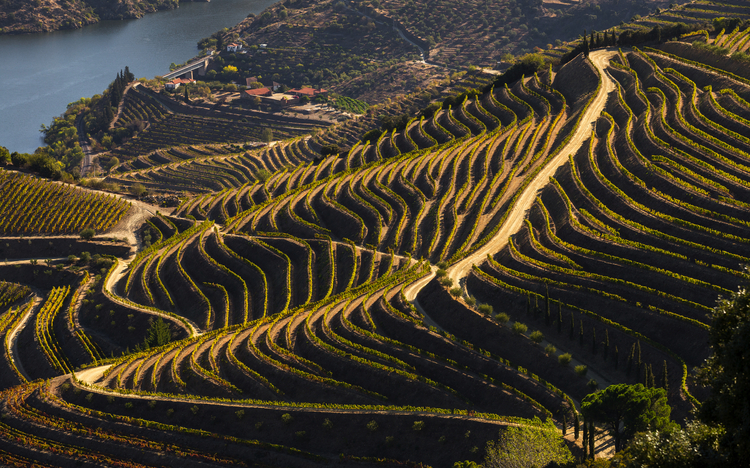 Kulturerbe der UNESCO: die wunderschönen endlosen Reihen der Weinberge des Douro-Tals