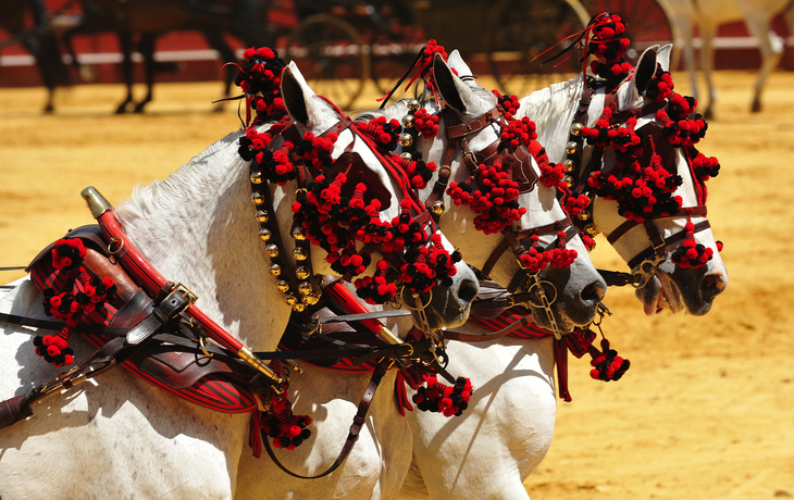 Andalusier sind eine aus Spanien stammende Pferderasse - © joserpizarro - stock.adobe.com