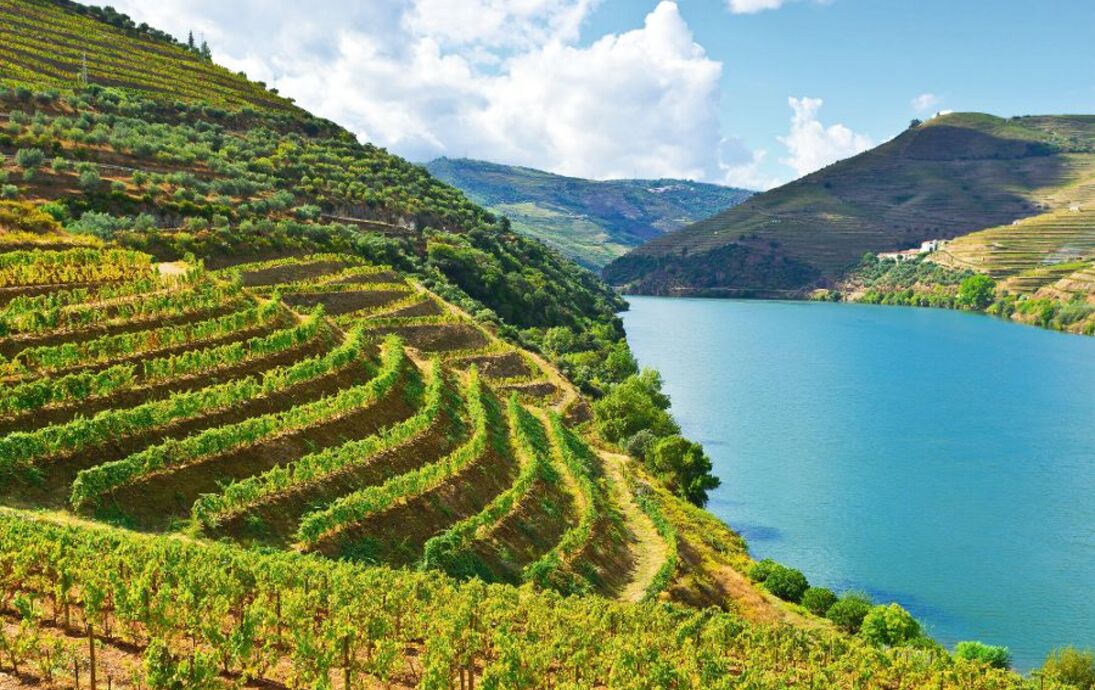 Weinberge am Fluss Duero/Douro - © george kuna - Fotolia