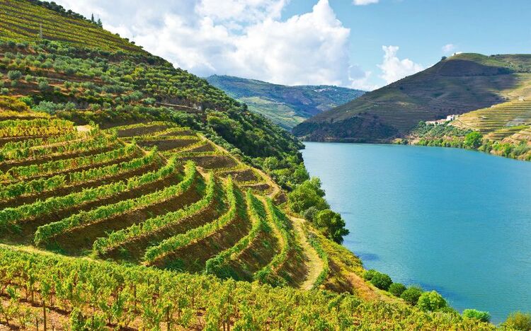 Weinberge am Fluss Duero/Douro