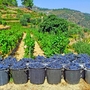 Portugal, Douro-Tal, Pinhao: Weinlese