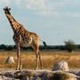 Giraffe im Chobe Nationalpark