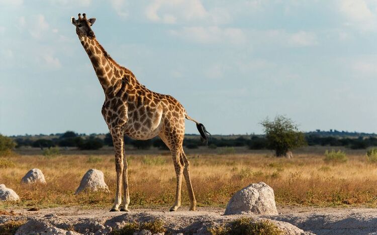 Giraffe im Chobe Nationalpark