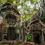 Ta Prohm-Tempel mit riesigem Banyan-Baum im Angkor Wat-Komplex