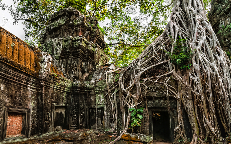 Ta Prohm-Tempel mit riesigem Banyan-Baum im Angkor Wat-Komplex