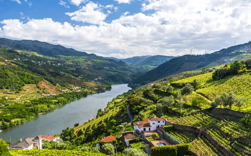 Weinberge im Douro Tal