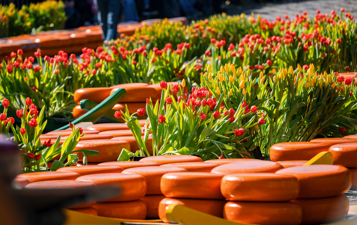 Käselaibe zwischen roten Tulpen auf dem Käsemarkt in Alkmaar - © Denis Feldmann - stock.adobe.com