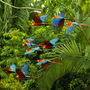 Ein Schwarm scharlachroter und rot-grüner Aras fliegt im Amazonas-Regenwald im Manu-Nationalpark/Peru in der Nähe der Chuncho-Lehmlecke in Tambopata