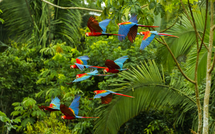 Ein Schwarm scharlachroter und rot-grüner Aras fliegt im Amazonas-Regenwald im Manu-Nationalpark/Peru in der Nähe der Chuncho-Lehmlecke in Tambopata