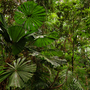 Daintree National Park, rainforest scenery in Queensland, Australia