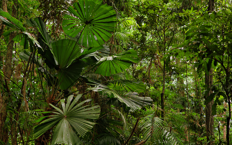 Daintree National Park, rainforest scenery in Queensland, Australia