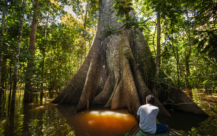 Mann in einem Kanu vor einem Sumauma-Baum am Negro-Fluss im Amazonas-Regenwald - © Imago Photo - stock.adobe.com