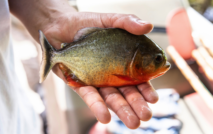 Mann hält Piranha-Fisch im Amazonas in der Hand - © Cavan - stock.adobe.com