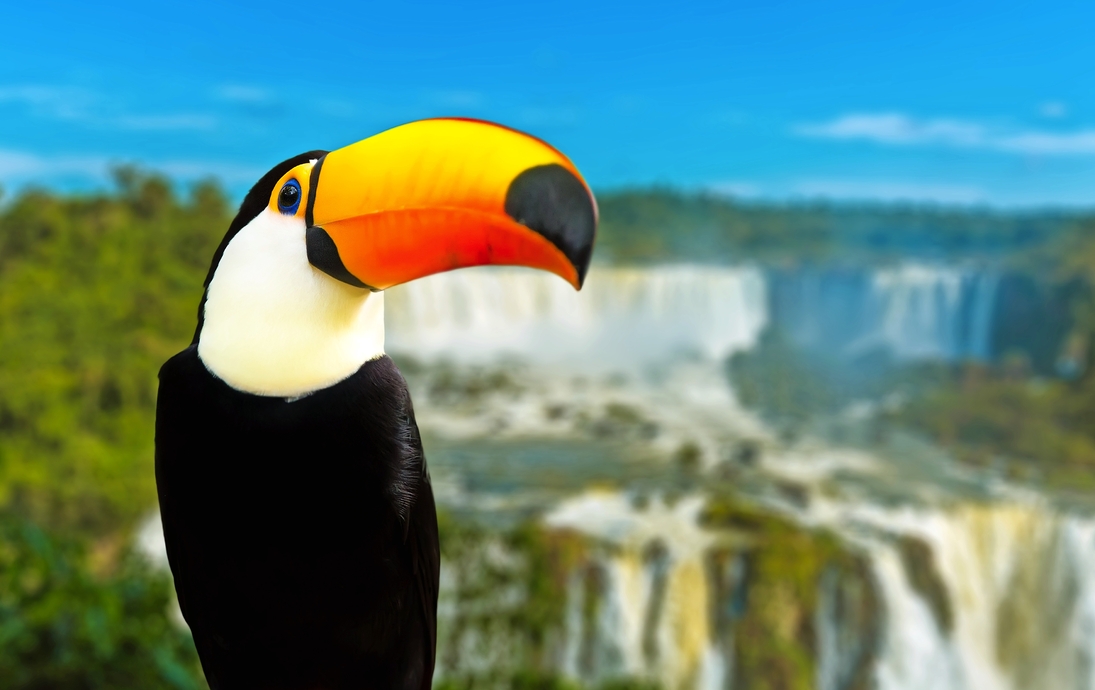 Tukan in den Regenwäldern Brasiliens - © filipefrazao - Fotolia