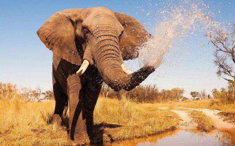 Elefant im Chobe Nationalpark