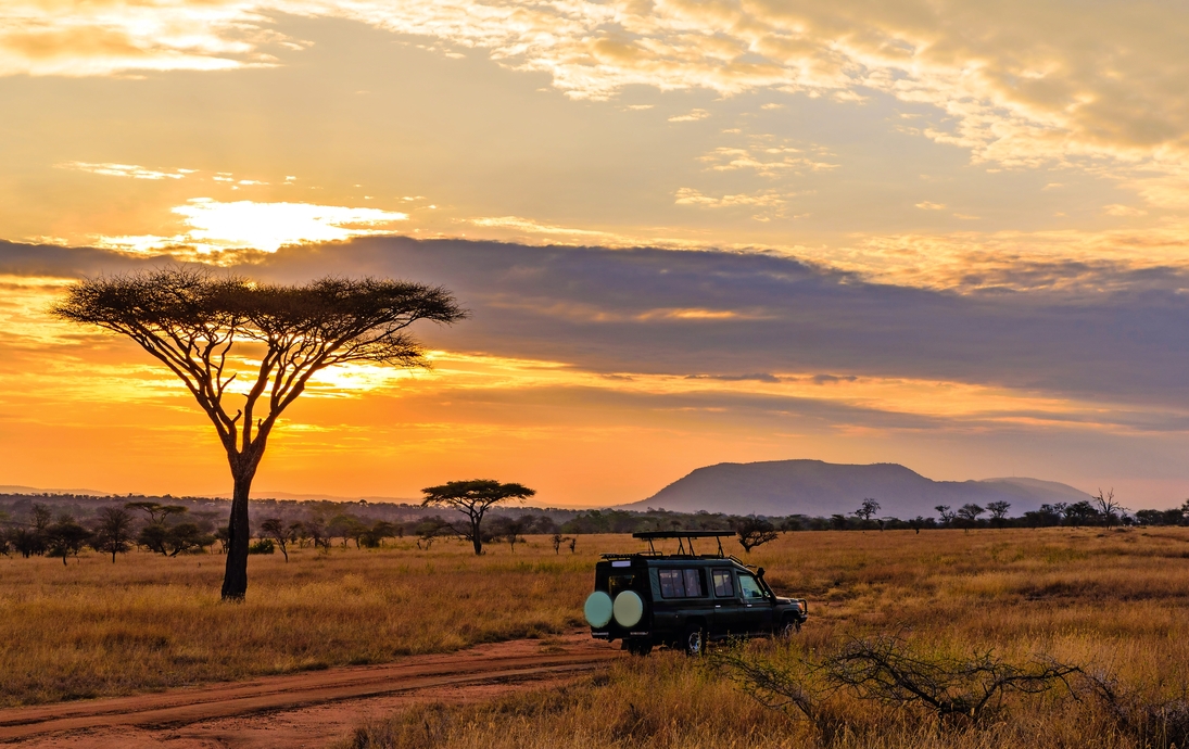 Safari im Serengeti-Nationalpark in Tansania - © Simon Dannhauer - stock.adobe.com
