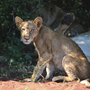 Südafrika_Matusadona National Park_Wildnis_Safari