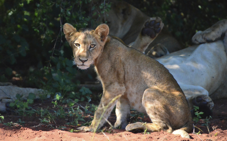 Südafrika_Matusadona National Park_Wildnis_Safari