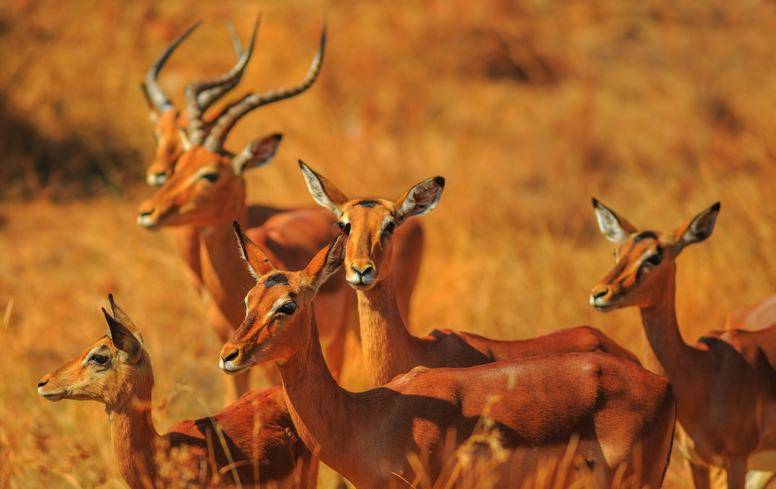 Impala-Gruppe im Kruger Nationalpark - © bennymarty - stock.adobe.com