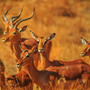 Impala-Gruppe im Kruger Nationalpark