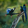 Green wood hoopoe im afrikanischen Naturlebensraum
