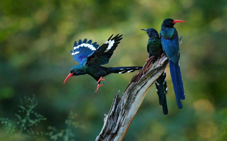 Green wood hoopoe im afrikanischen Naturlebensraum