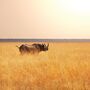 Spitzmaulnashorn