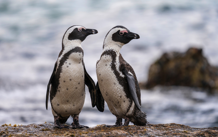 Afrikanische Pinguine am Boulders Beach - © Dusan - stock.adobe.com
