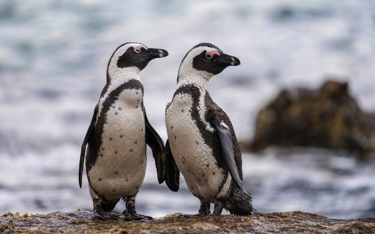 Afrikanische Pinguine am Boulders Beach