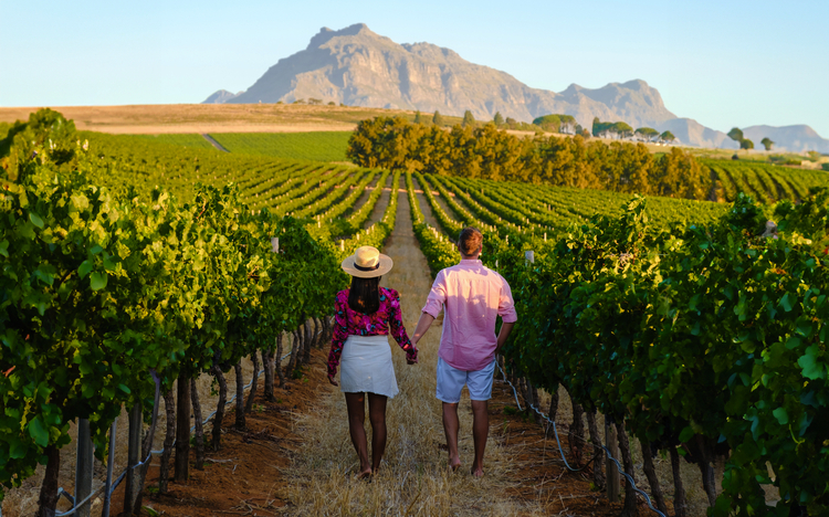 Weinberglandschaft in Stellenbosch