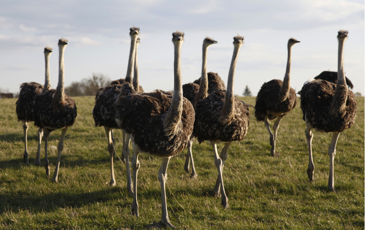 Straußen-Herde - ©jh Fotografie - stock.adobe.com