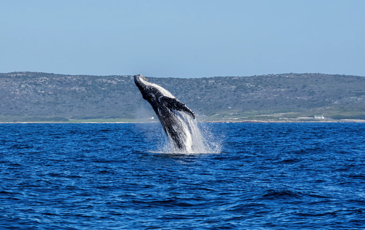 Walbeobachtung - © Cathy Withers-Clarke - stock.adobe.com