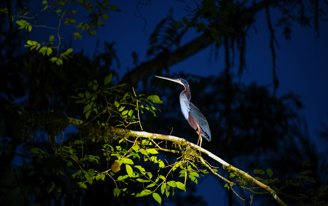 ein gefährdeter Agami-Reiher bei Nacht während einer Vogelbeobachtungstour im Amazonas-Regenwald, Yasuni-Nationalpark, Ecuador - © Sebastien Lecocq