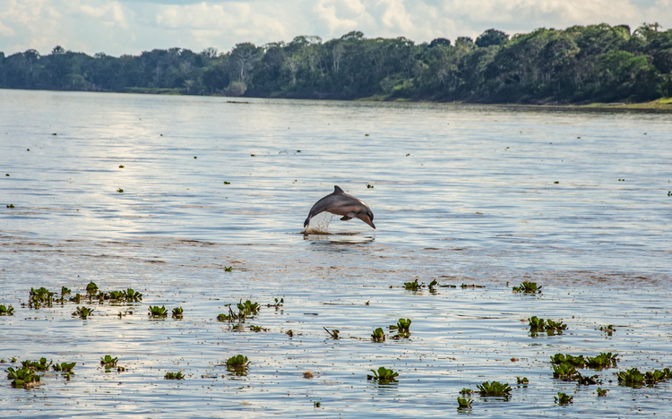 Amazonas-Flussdelfin