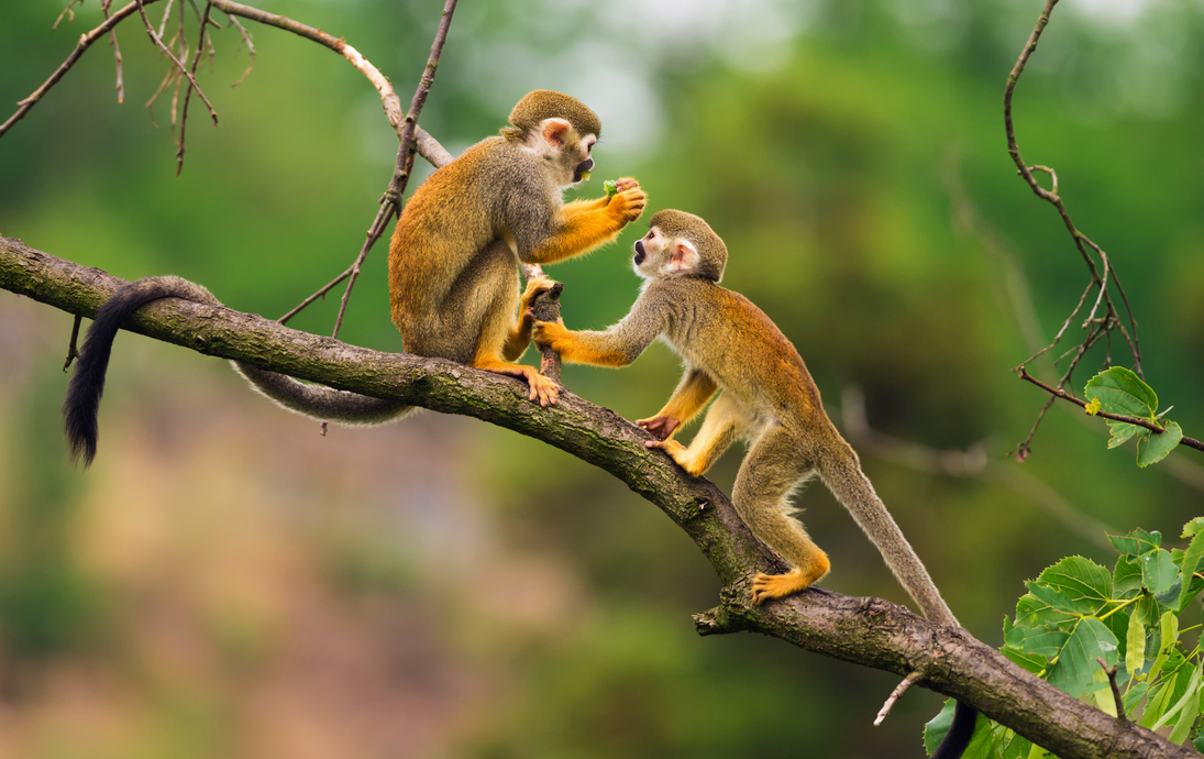 Totenkopfäffchen spielen auf einem Ast - © Nick Fox - stock.adobe.com