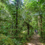 Tambopata, Peru – geführte Naturwanderungen im Amazonas-Regenwald