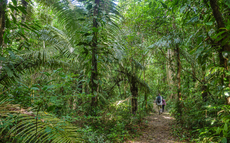 Tambopata, Peru – geführte Naturwanderungen im Amazonas-Regenwald