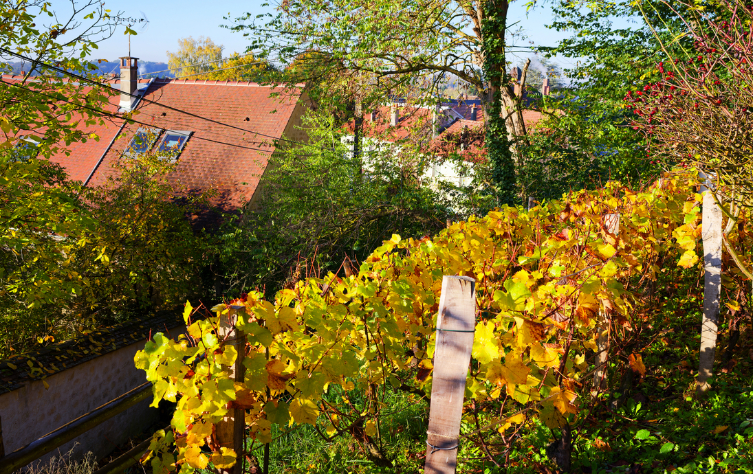 Weinberge in Auvers-sur-Oise - © hassan bensliman - stock.adobe.com