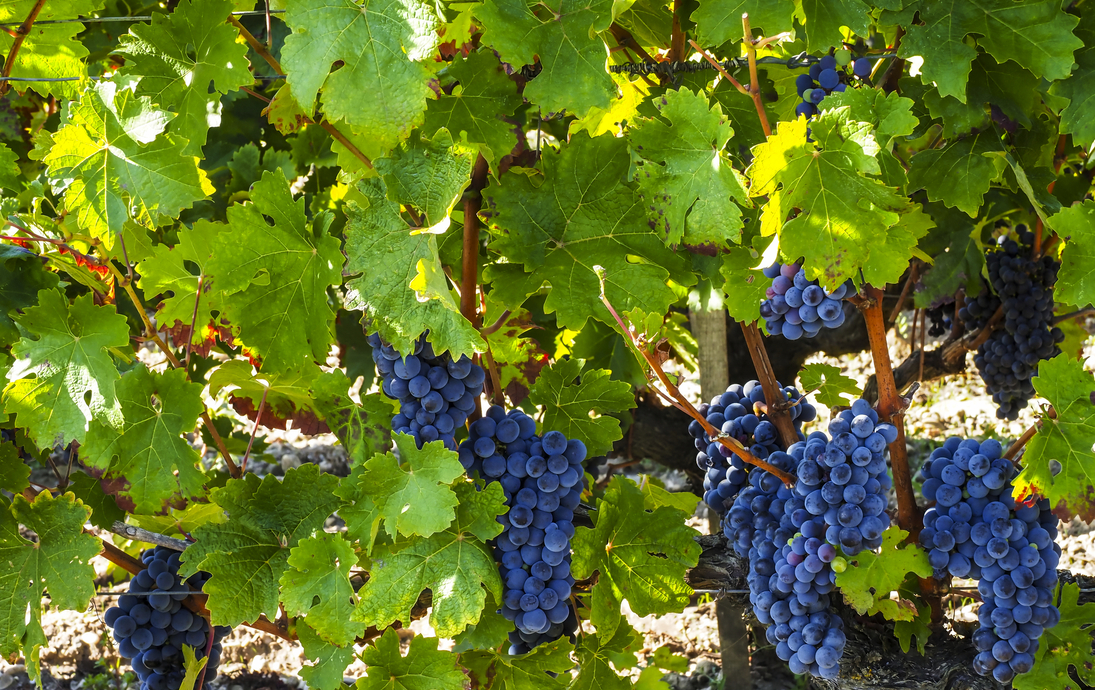 Weinanbaugebiet des Médoc - © visualpower - stock.adobe.com