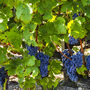 Weinanbaugebiet des Médoc
