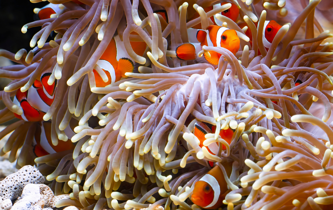Rotes Meer - © kuritafsheen - stock.adobe.com