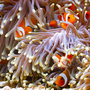 Rotes Meer