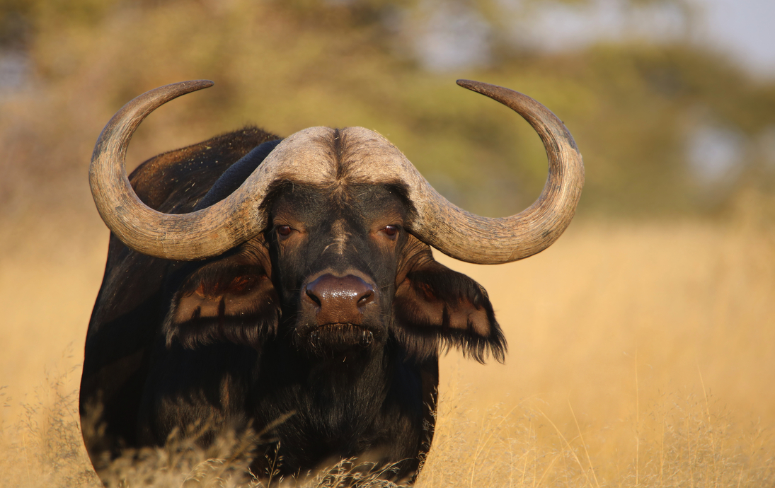 afrikanischer Büffelbulle - © Kim - stock.adobe.com