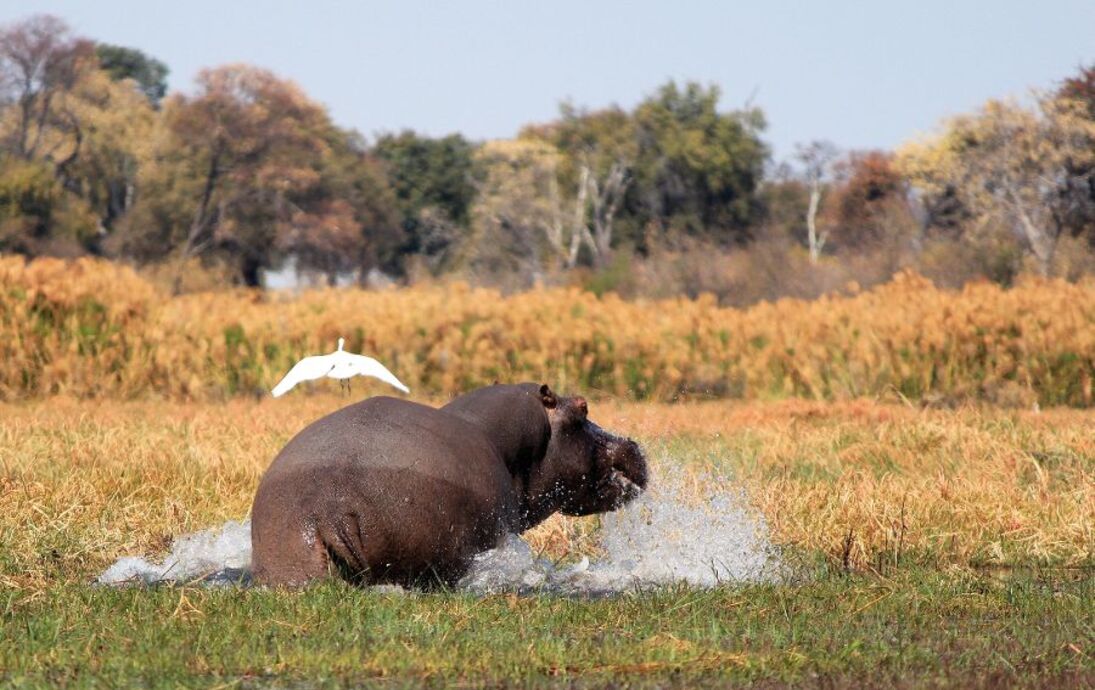 Flusspferde in Botswana - © Carlos Neto - Fotolia