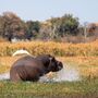 Flusspferde in Botswana