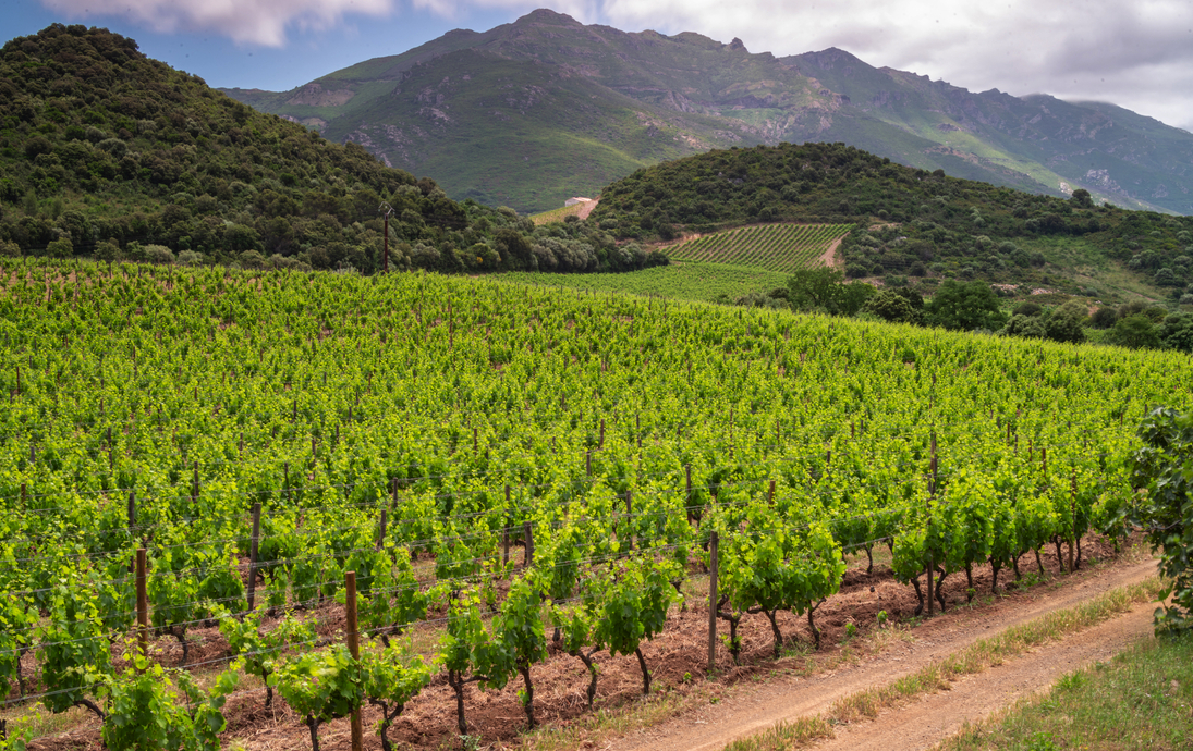 Weinberge auf Korsika - © LaSu - stock.adobe.com