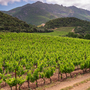 Weinberge auf Korsika